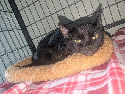 Enlarge Nani, a Adoptable Domestic Short Hair in Lock Haven, PA image 2/2