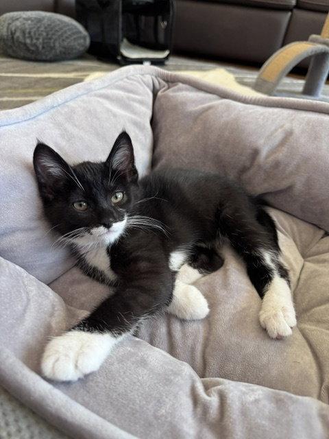Elvis, Adopted, Kitten Male Tuxedo.