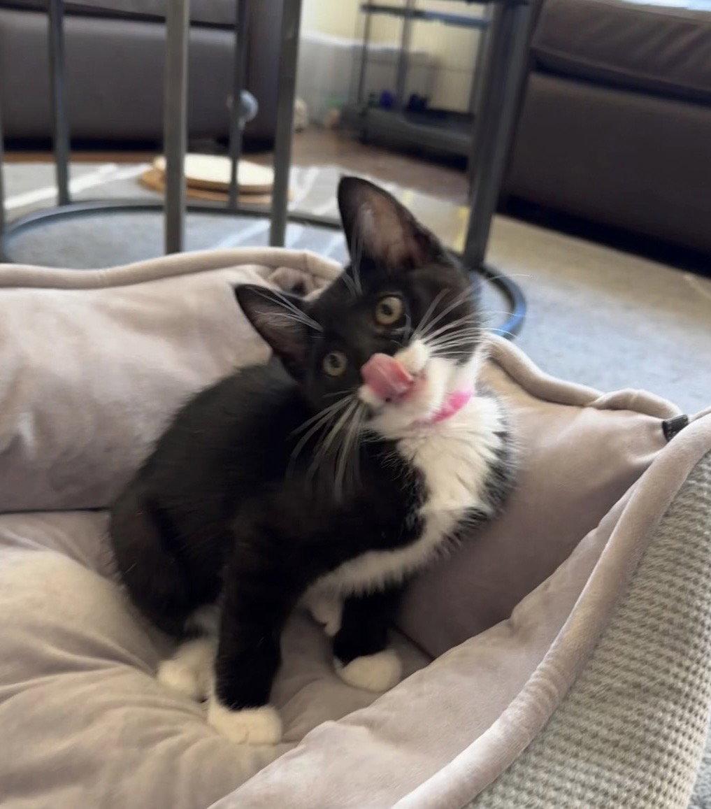 Enlarge Elvis, a Adopted Tuxedo in West Hills, CA image 2/3