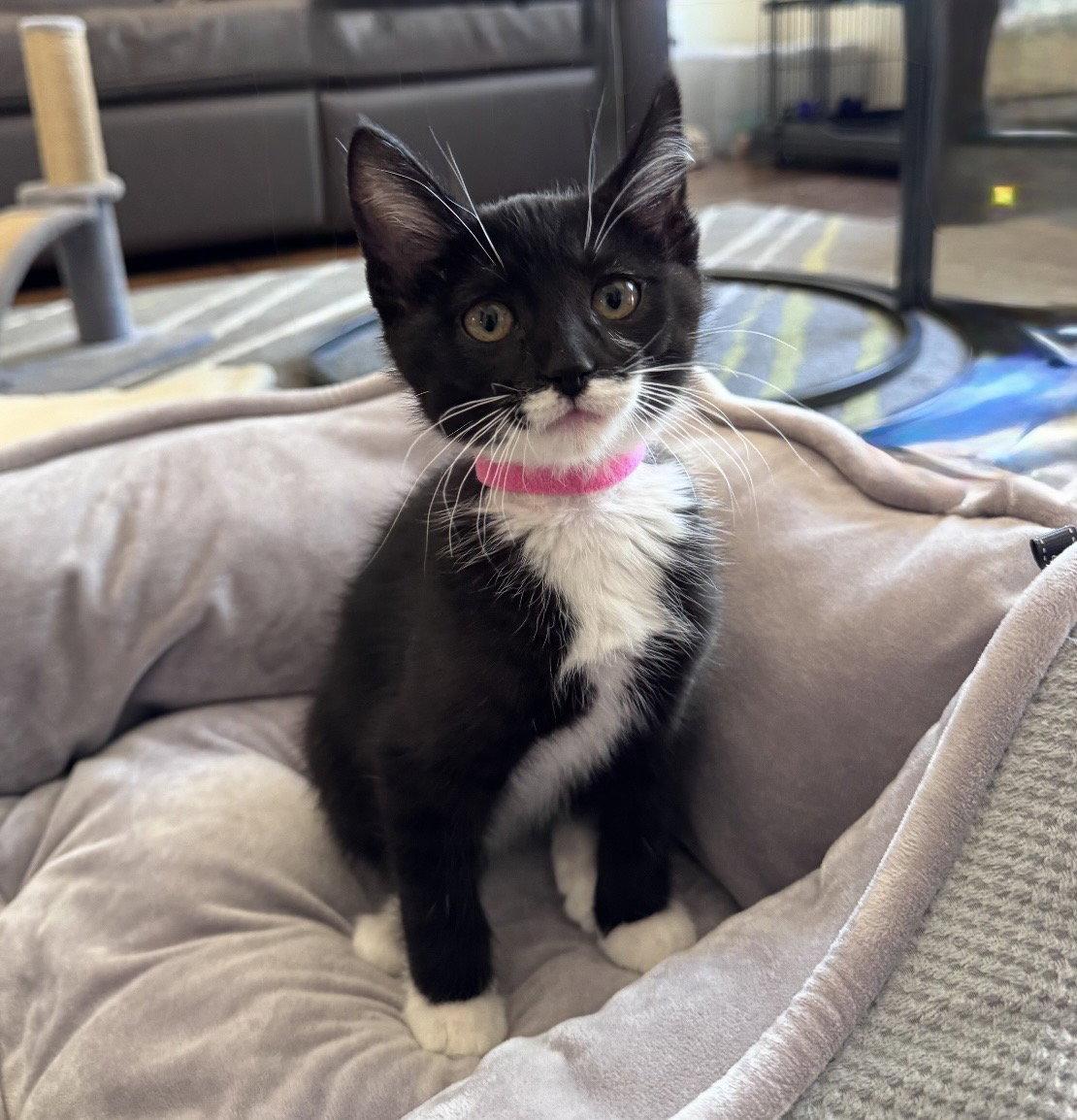 Enlarge Elvis, a Adopted Tuxedo in West Hills, CA image 3/3