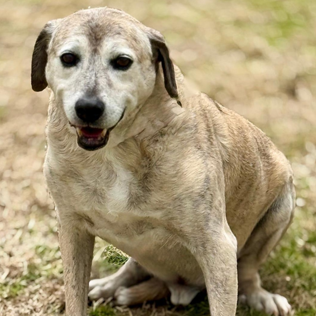 Enlarge Mojo 6560, an adoptable mixed breed in Boca Raton, FL image 1/1