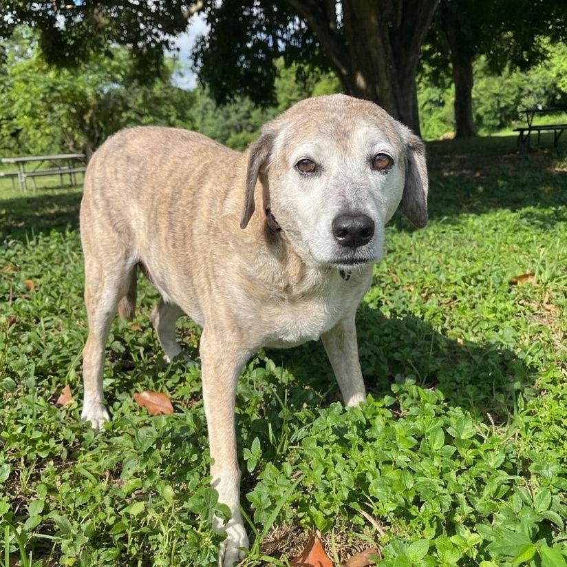 Mojo 6560, an adoptable mixed breed in Boca Raton, FL image 2/3