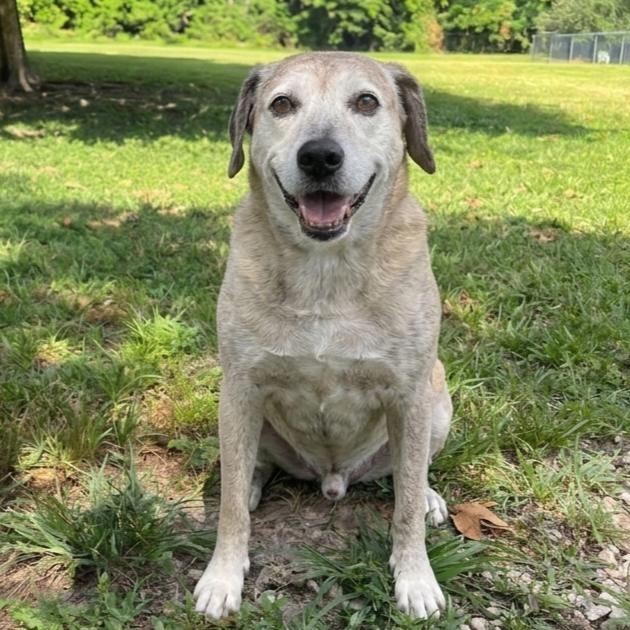 Mojo 6560, an adoptable mixed breed in Boca Raton, FL image 1/3