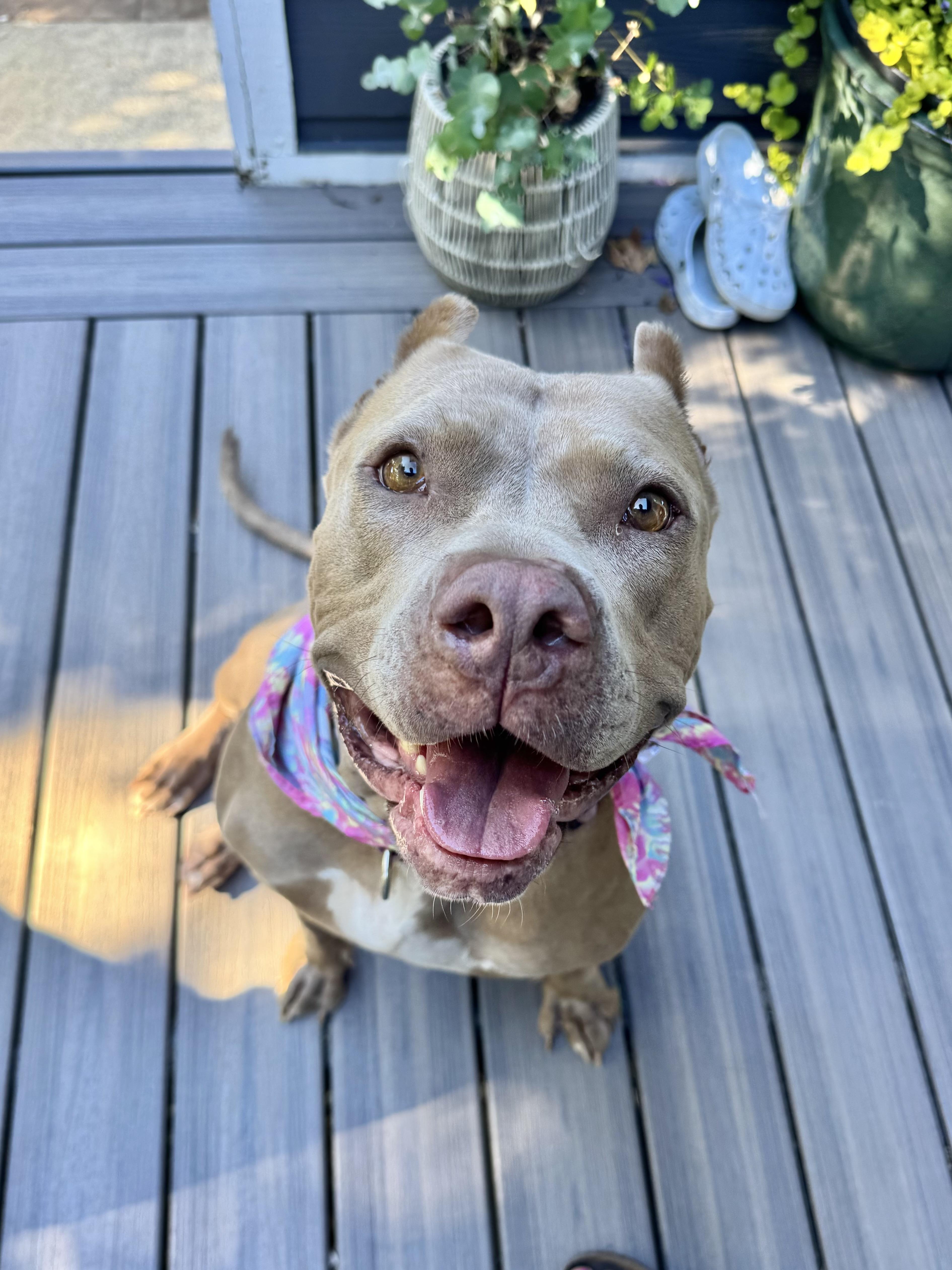 Carmela, Adoptable, Adult Female American Bully.