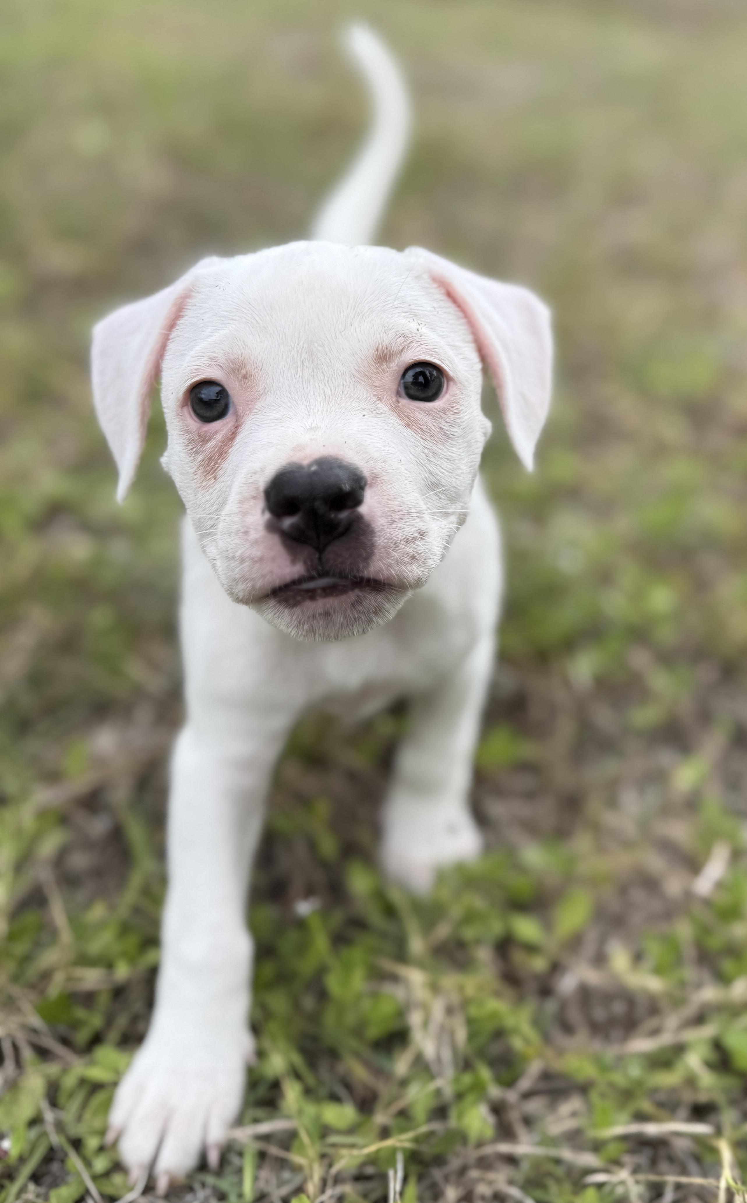 Enlarge Ducky, a Adoptable Mixed Breed in Deltona, FL image 1/4