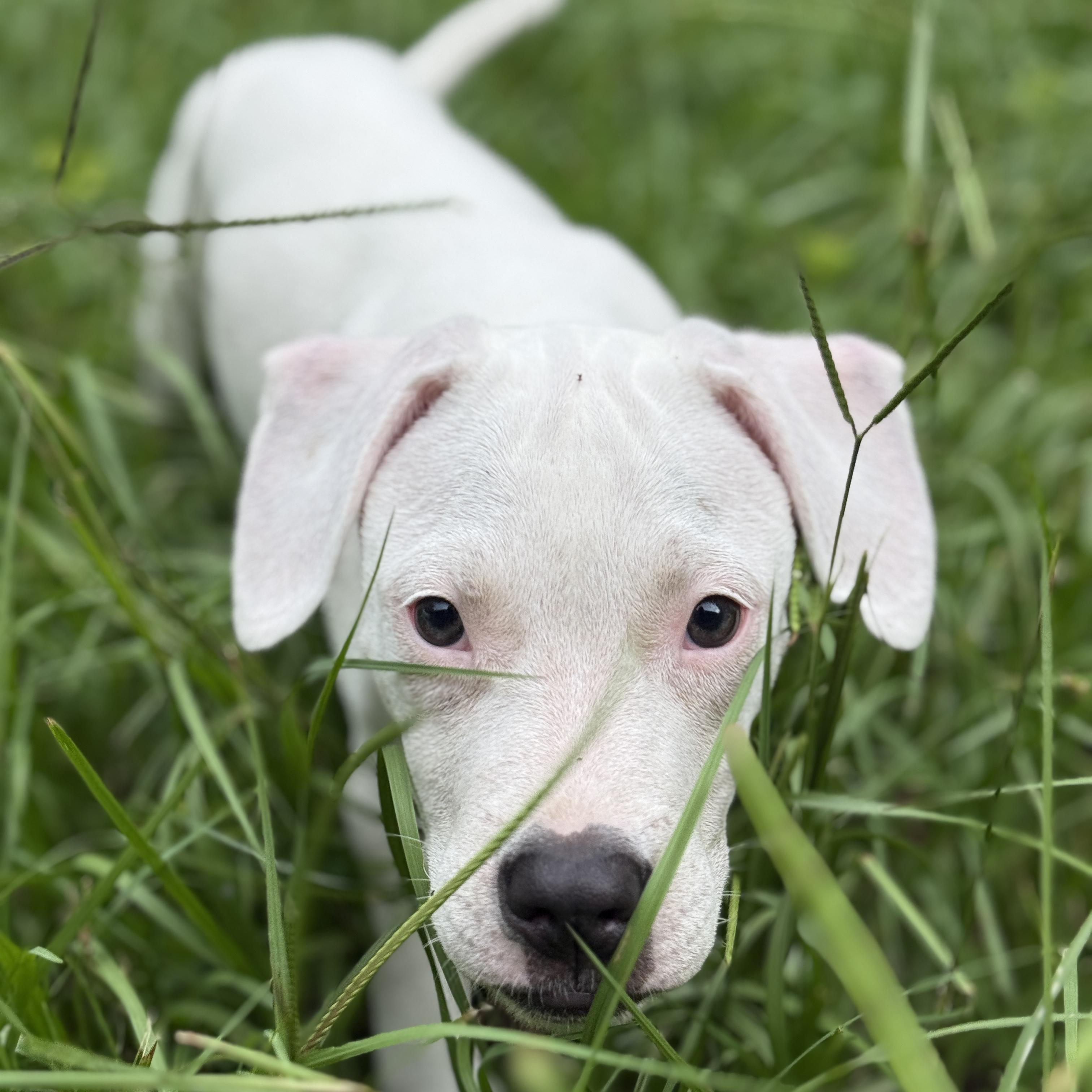 Ducky, Adoptable, Puppy Male Mixed Breed & American Staffordshire Terrier.