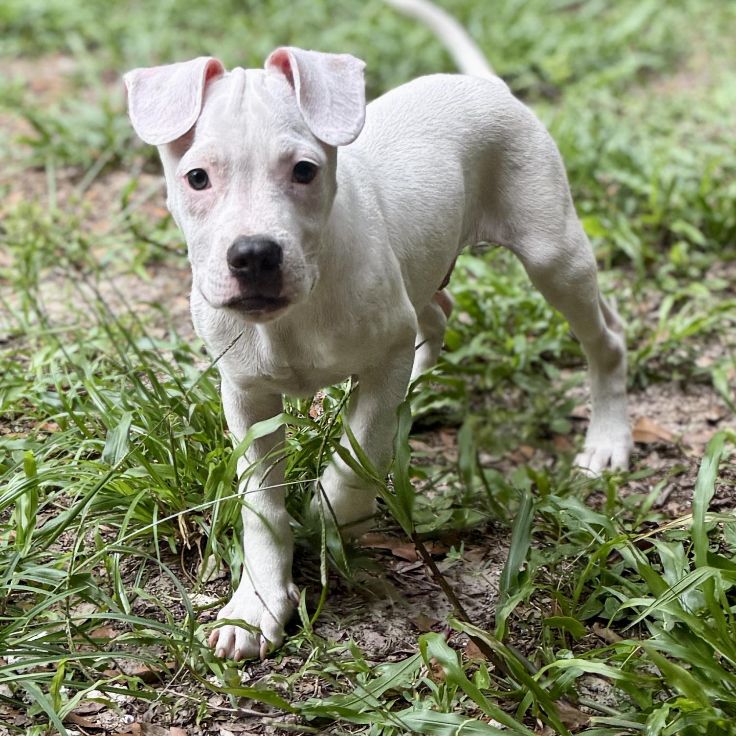 Ducky, a Adoptable mixed breed in Deltona, FL image 5/6