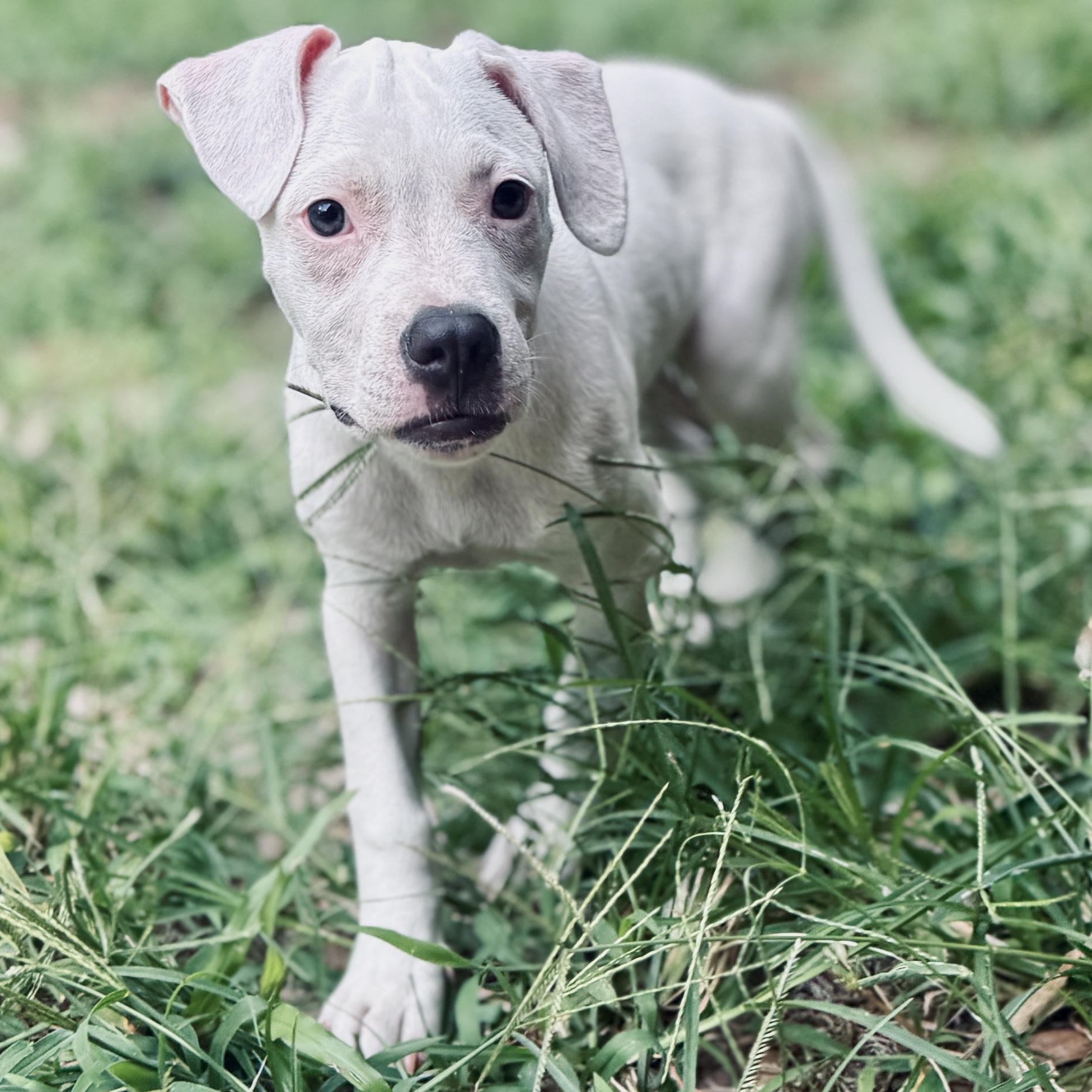 Ducky, a Adoptable mixed breed in Deltona, FL image 3/6