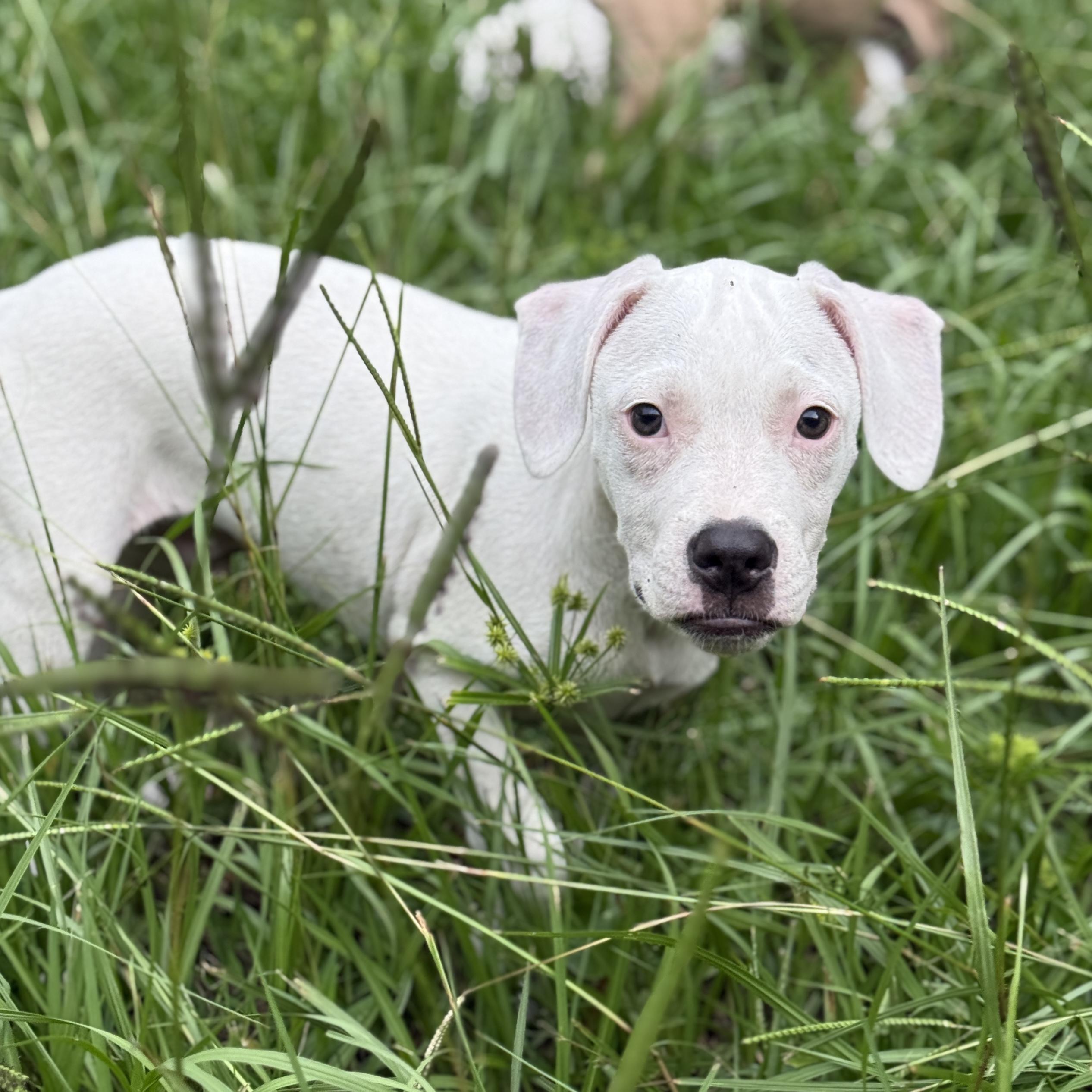 Ducky, a Adoptable mixed breed in Deltona, FL image 2/6