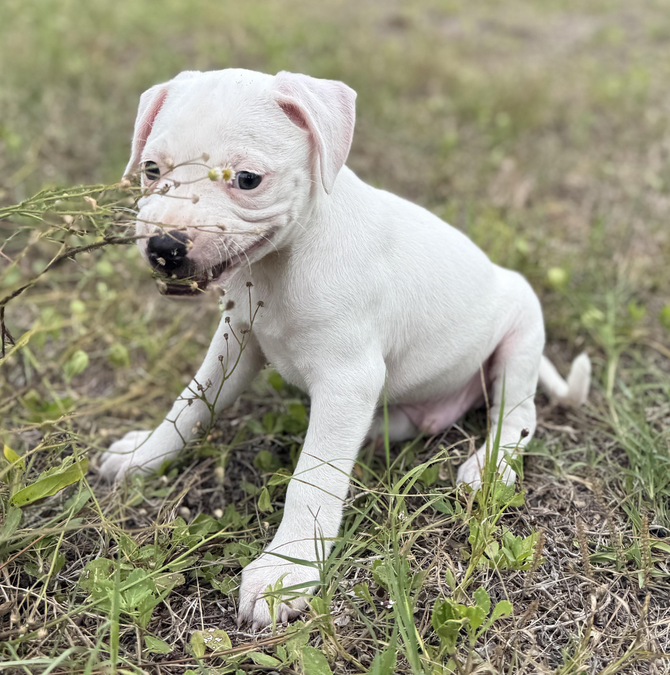 Enlarge Ducky, a Adoptable Mixed Breed in Deltona, FL image 4/4