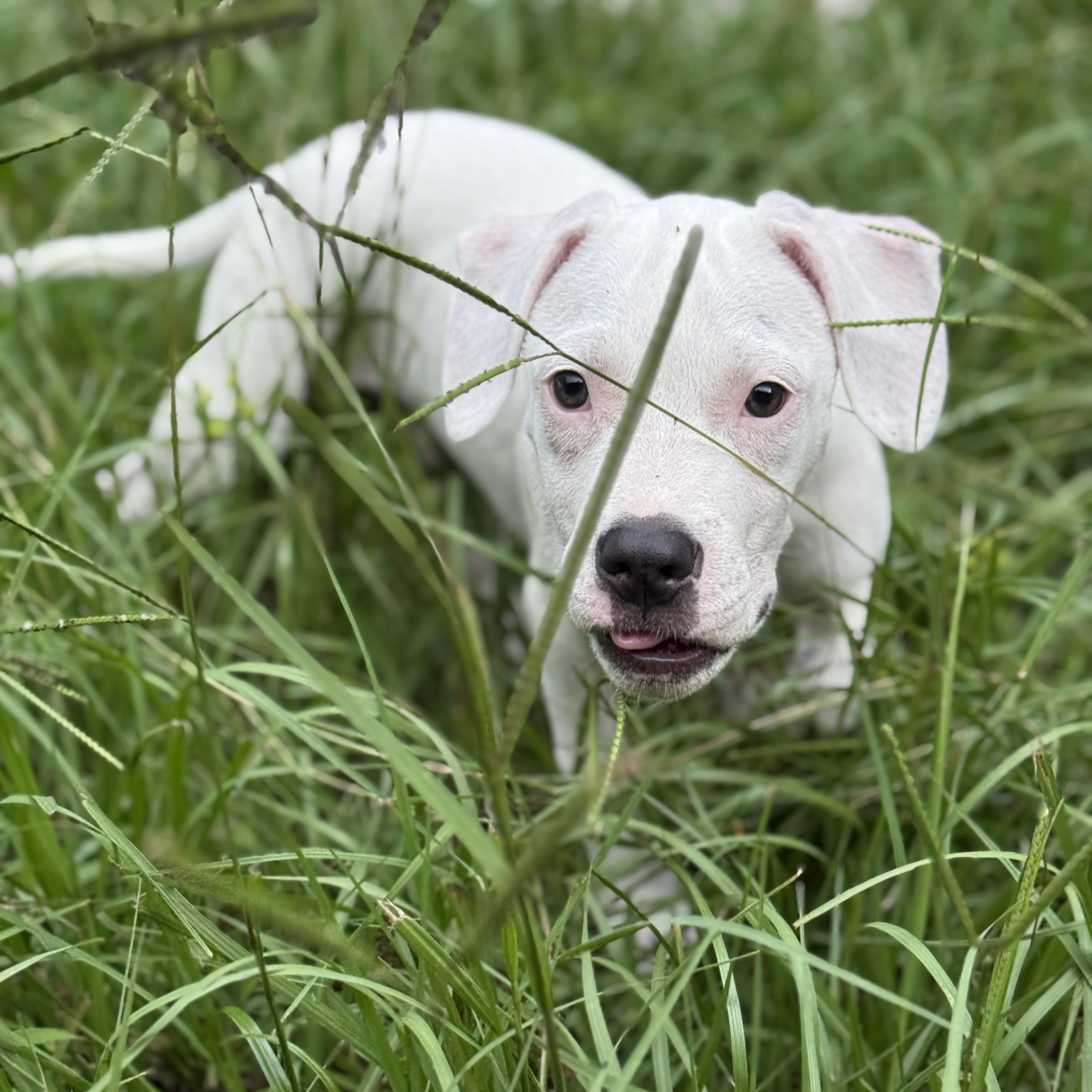 Ducky, a Adoptable mixed breed in Deltona, FL image 4/6