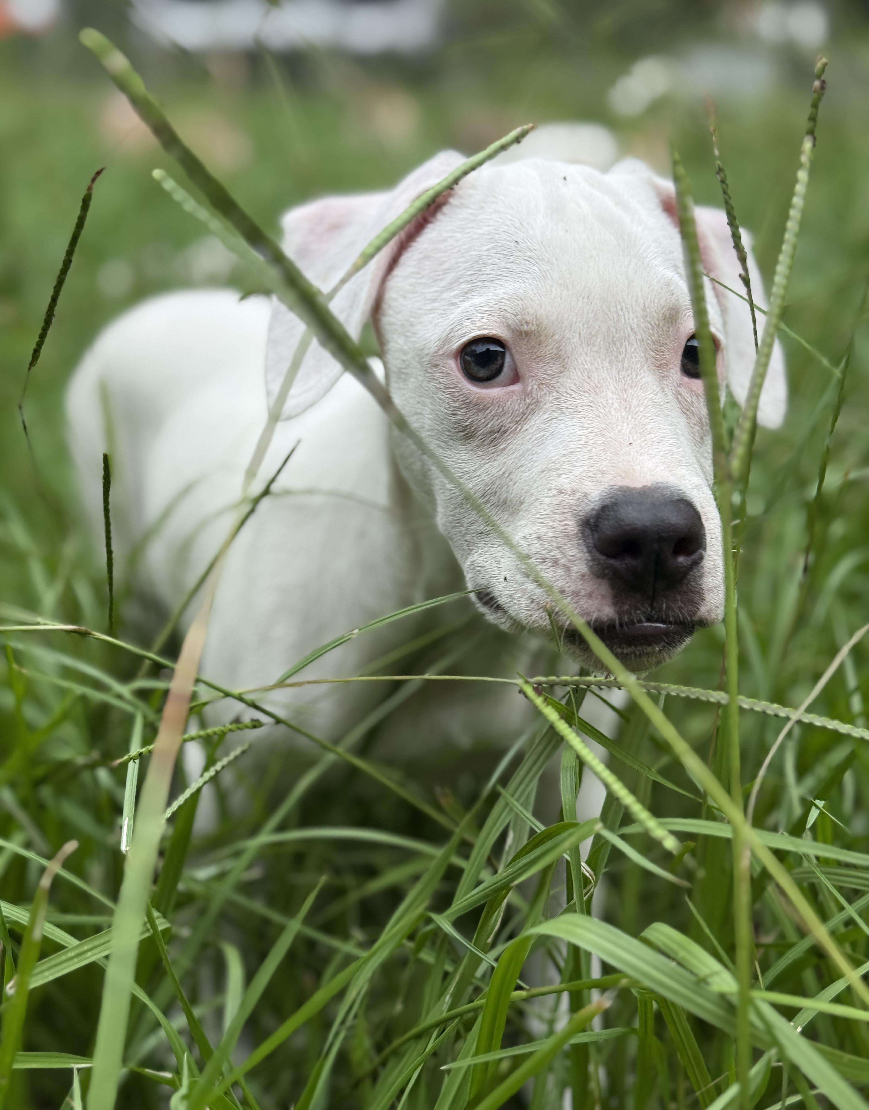 Ducky, a Adoptable mixed breed in Deltona, FL image 6/6