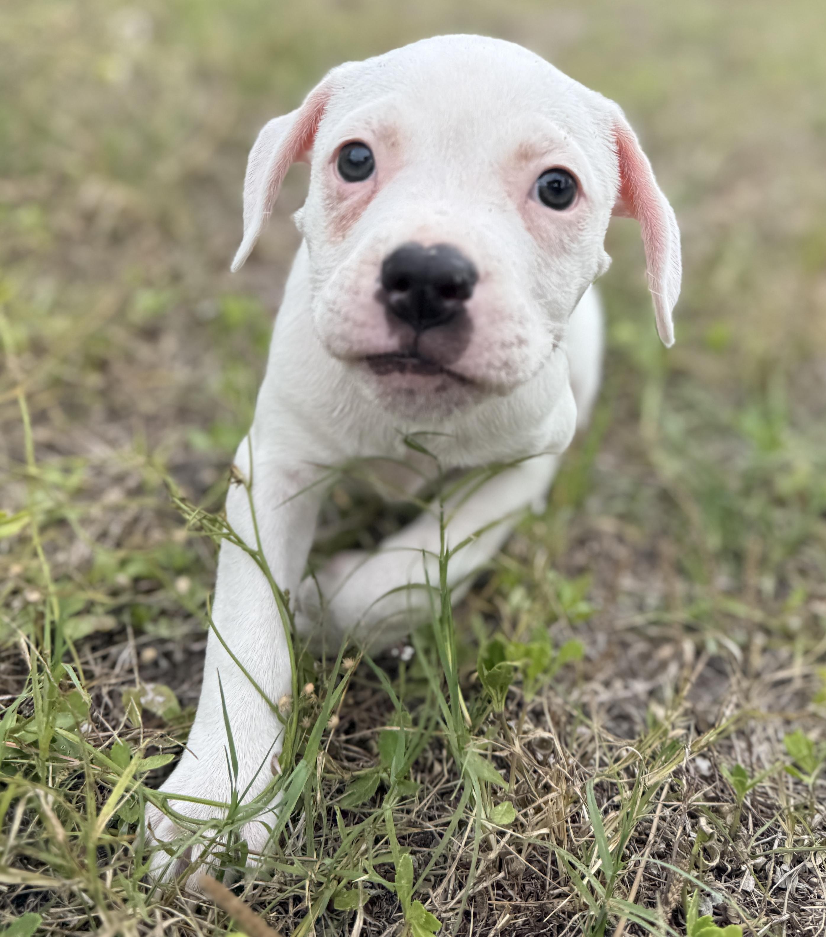 Enlarge Ducky, a Adoptable Mixed Breed in Deltona, FL image 2/4