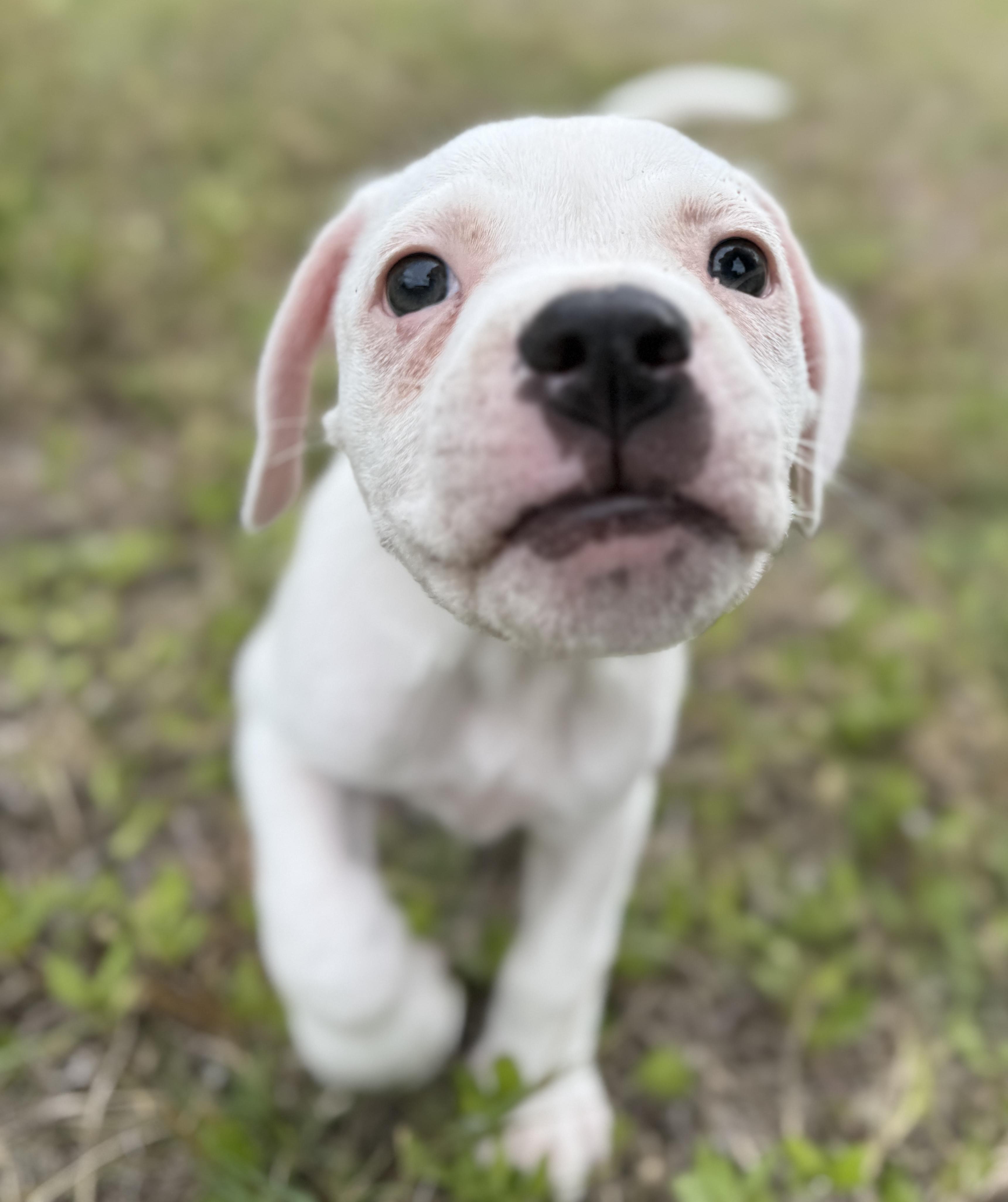 Enlarge Ducky, a Adoptable Mixed Breed in Deltona, FL image 3/4