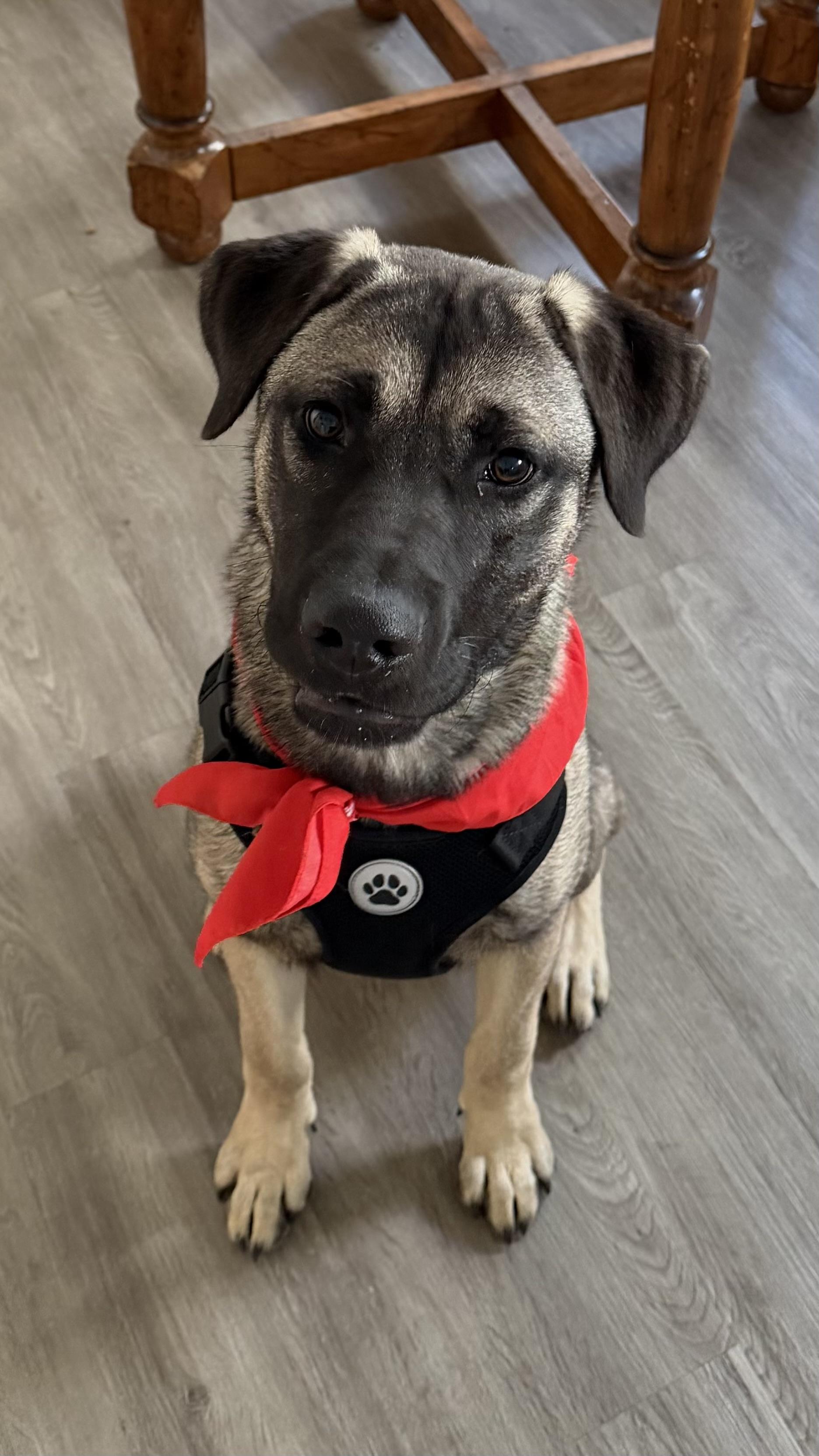 Enlarge Knox — your gentle sweetheart and adventure buddy, a Adoptable mixed breed in Putnam, CT image 1/5