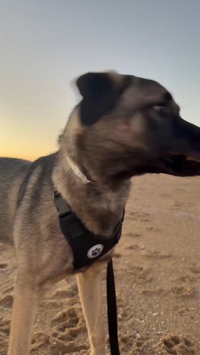 Enlarge Knox — your gentle sweetheart and adventure buddy, a Adoptable mixed breed in Putnam, CT video 4/5