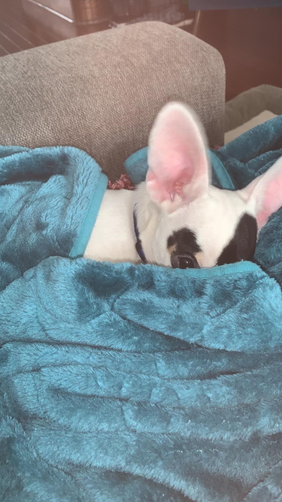 Enlarge Patch, a ADOPTABLE mixed breed in Etobicoke, ON image 2/3