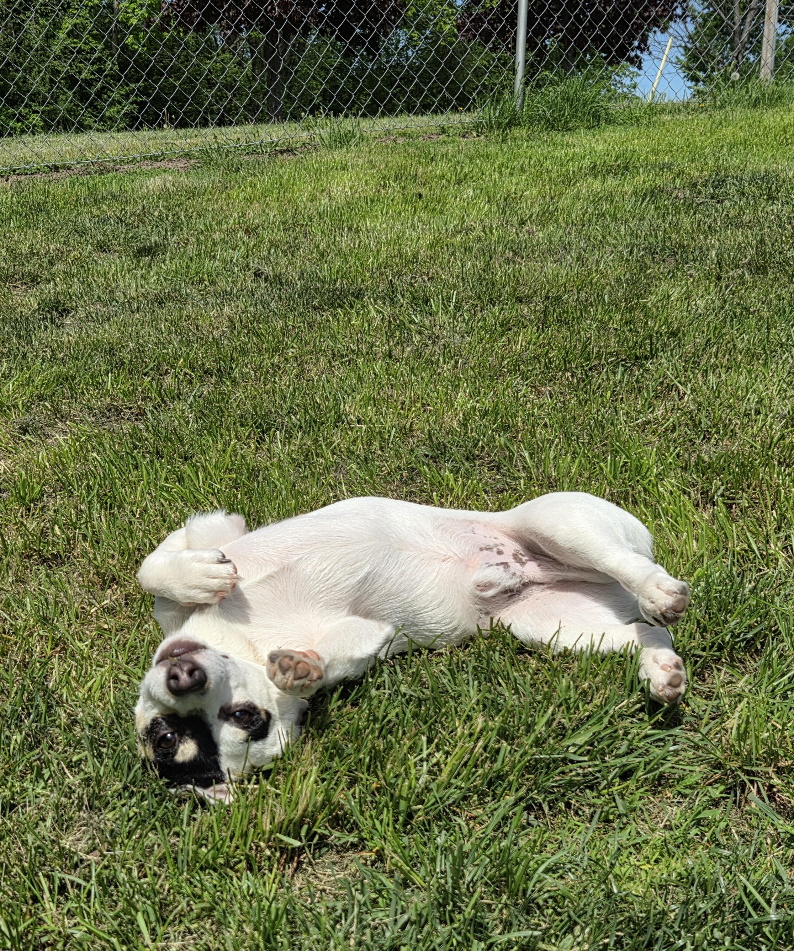 Patch, a ADOPTABLE mixed breed in Etobicoke, ON image 3/6
