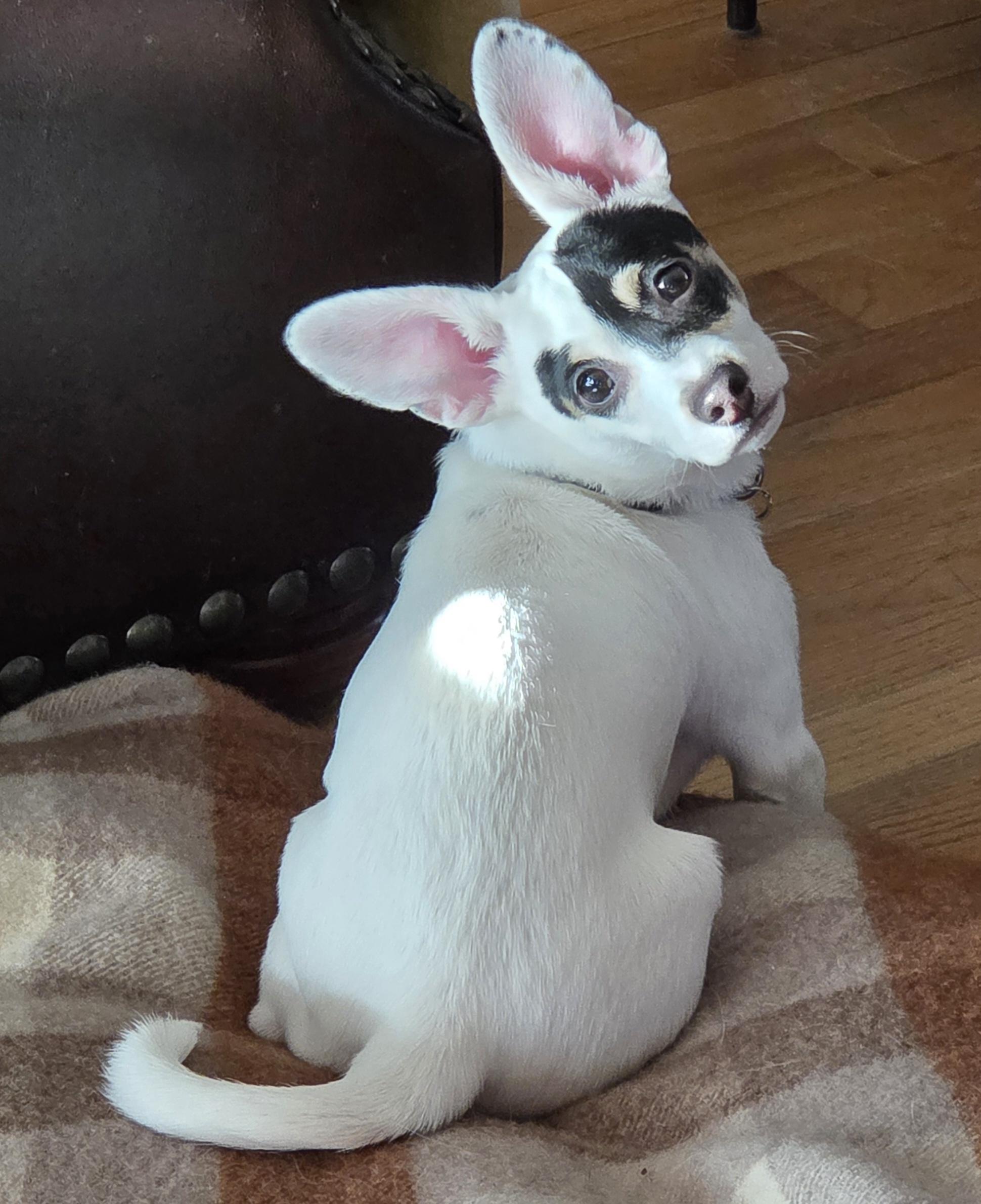 Patch, a ADOPTABLE mixed breed in Etobicoke, ON image 1/6
