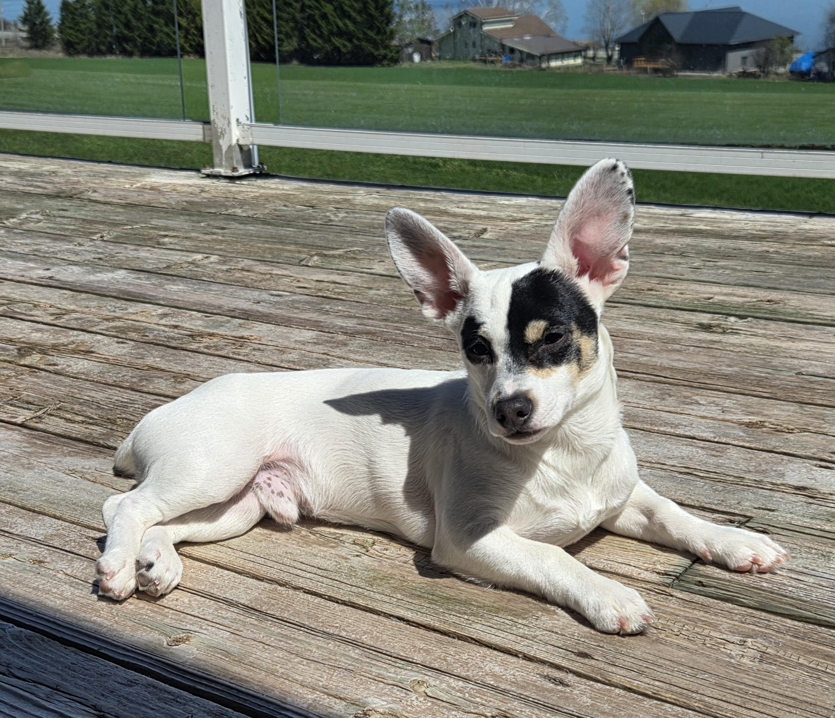 Patch, a ADOPTABLE mixed breed in Etobicoke, ON image 4/6