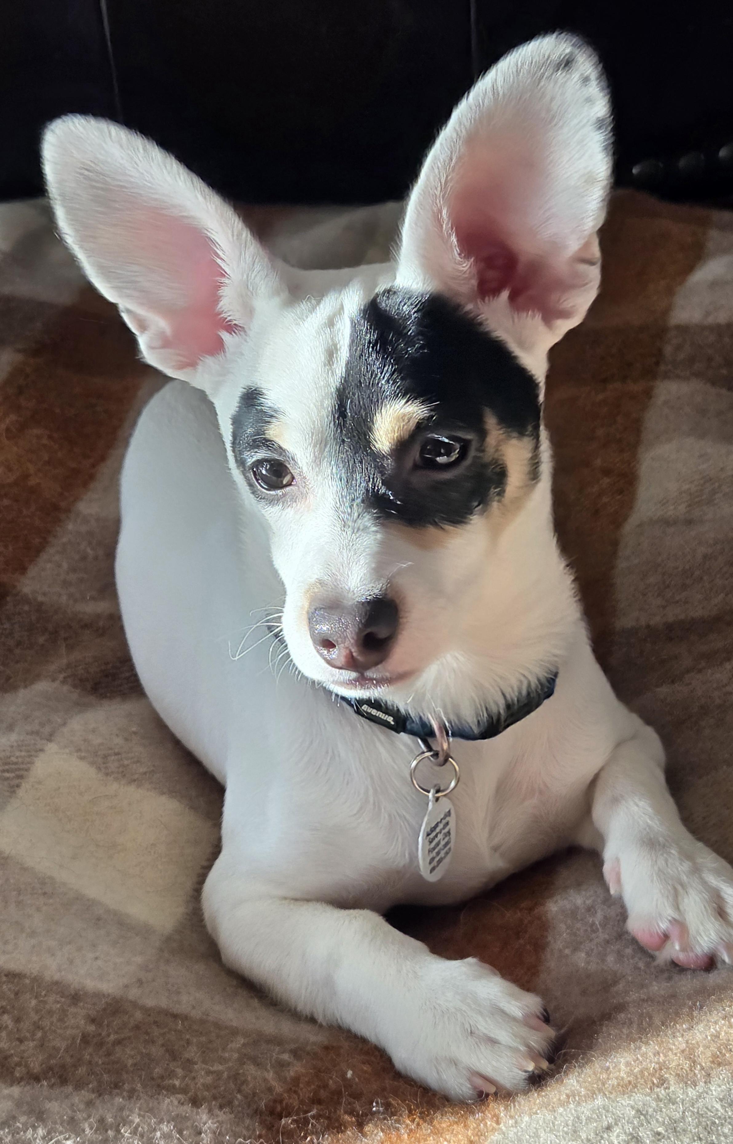 Patch, a ADOPTABLE mixed breed in Etobicoke, ON image 2/6