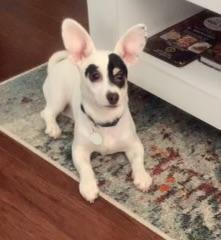 Enlarge Patch, a ADOPTABLE mixed breed in Etobicoke, ON image 3/3