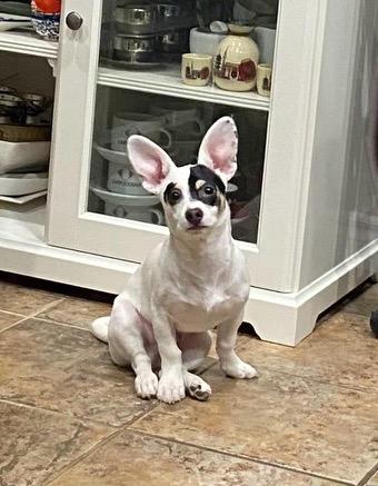 Enlarge Patch, a ADOPTABLE mixed breed in Etobicoke, ON image 1/3