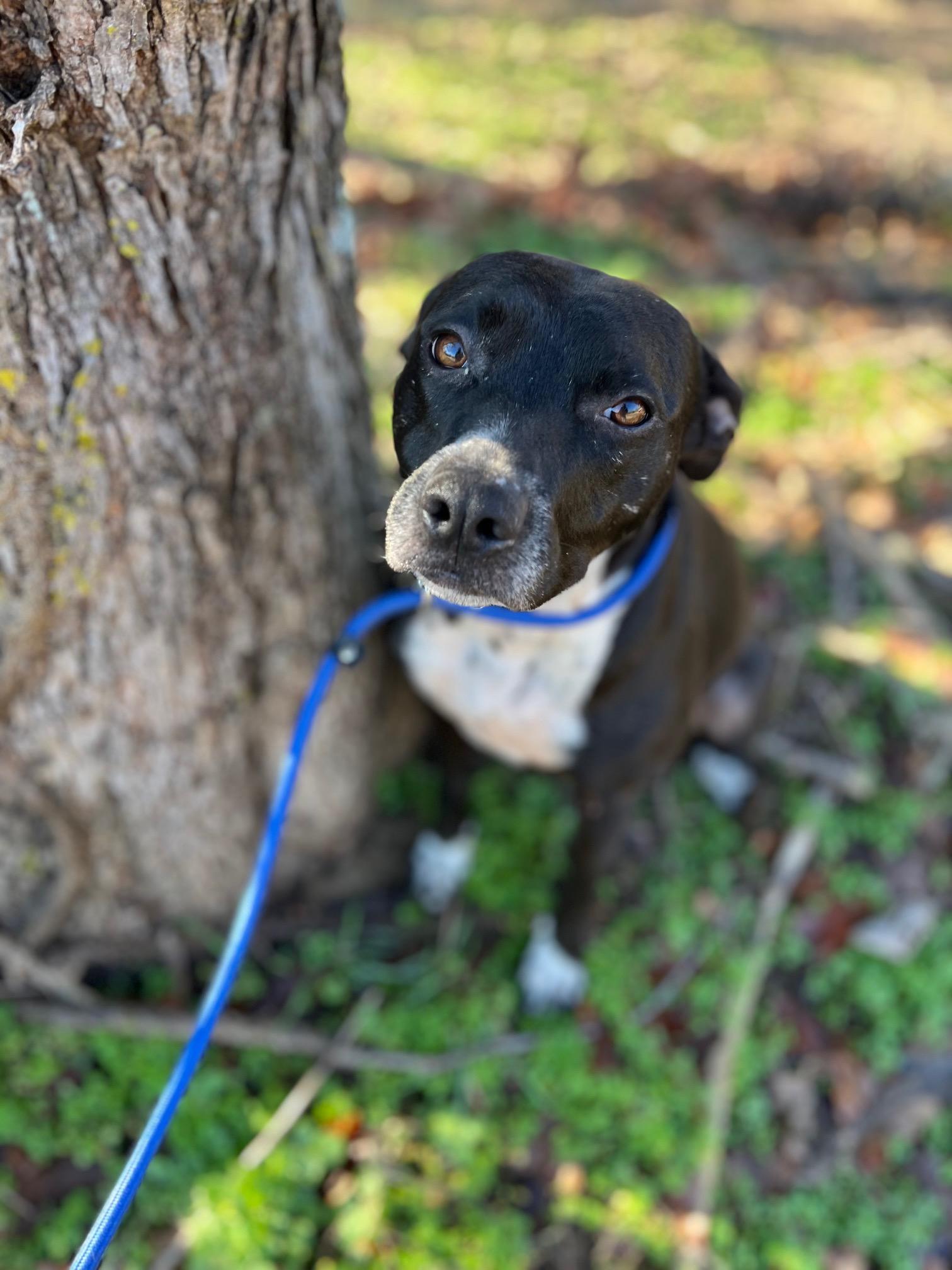 Enlarge Ella, a Adoptable mixed breed in Albany , NY image 3/5