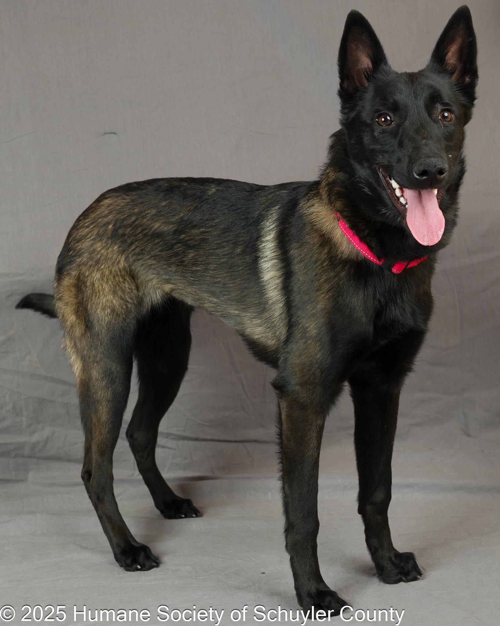 Enlarge Luna, an adopted Belgian Shepherd / Malinois in Montour Falls, NY image 2/4