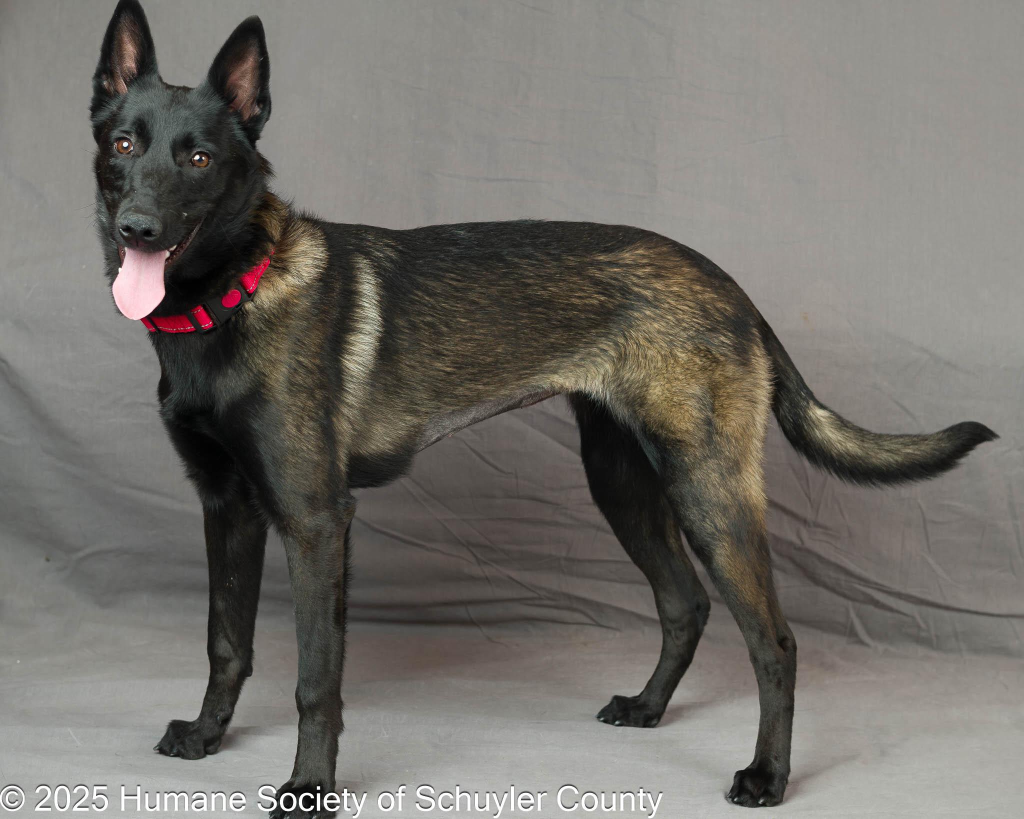 Enlarge Luna, an adopted Belgian Shepherd / Malinois in Montour Falls, NY image 3/4