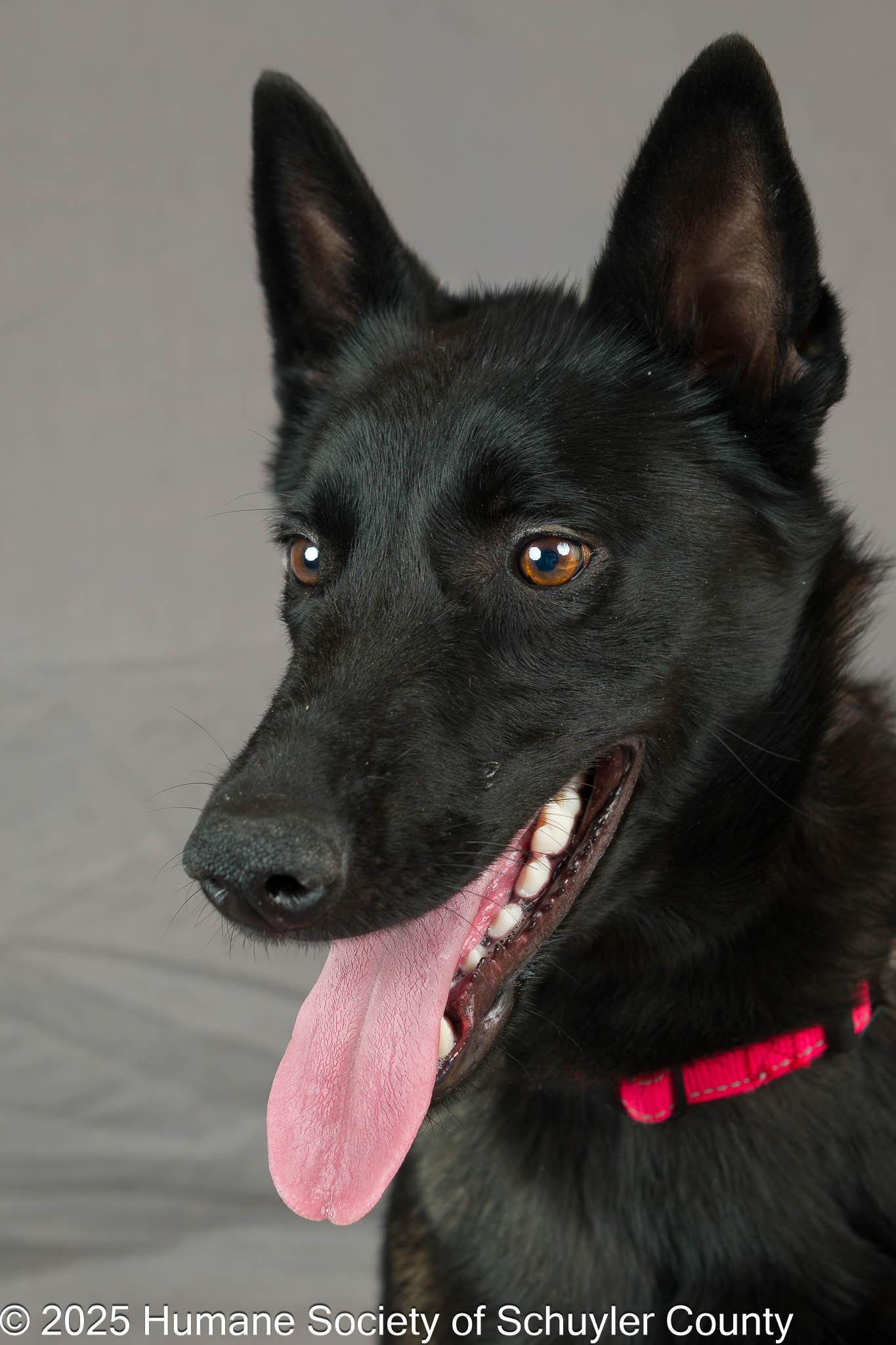 Enlarge Luna, an adopted Belgian Shepherd / Malinois in Montour Falls, NY image 1/4