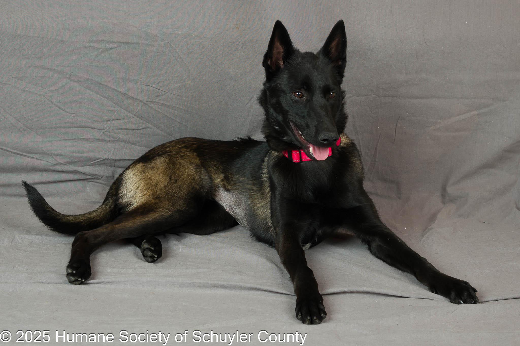 Enlarge Luna, an adopted Belgian Shepherd / Malinois in Montour Falls, NY image 4/4