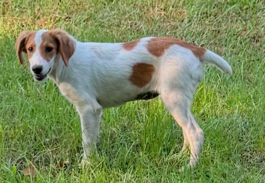Ariel, a ADOPTABLE Mixed Breed in Northwood, NH image 2/5