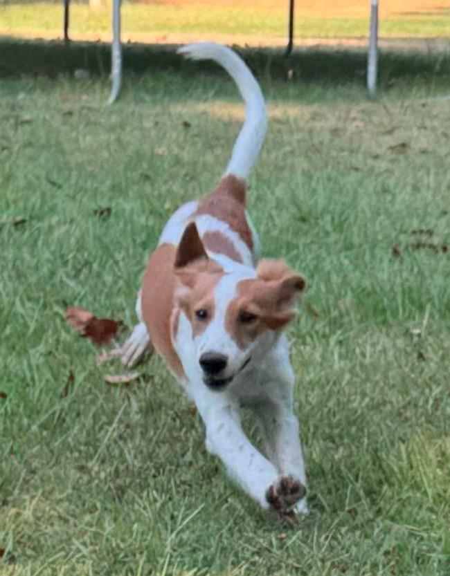 Ariel, ADOPTABLE, Puppy Female Mixed Breed.