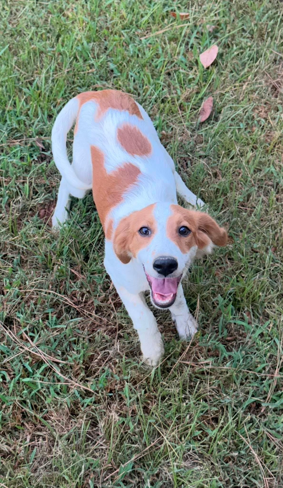 Ariel, a ADOPTABLE Mixed Breed in Northwood, NH image 4/5