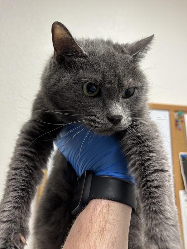 Enlarge Chancla, a Adoptable mixed breed in Silverdale, WA image 2/2