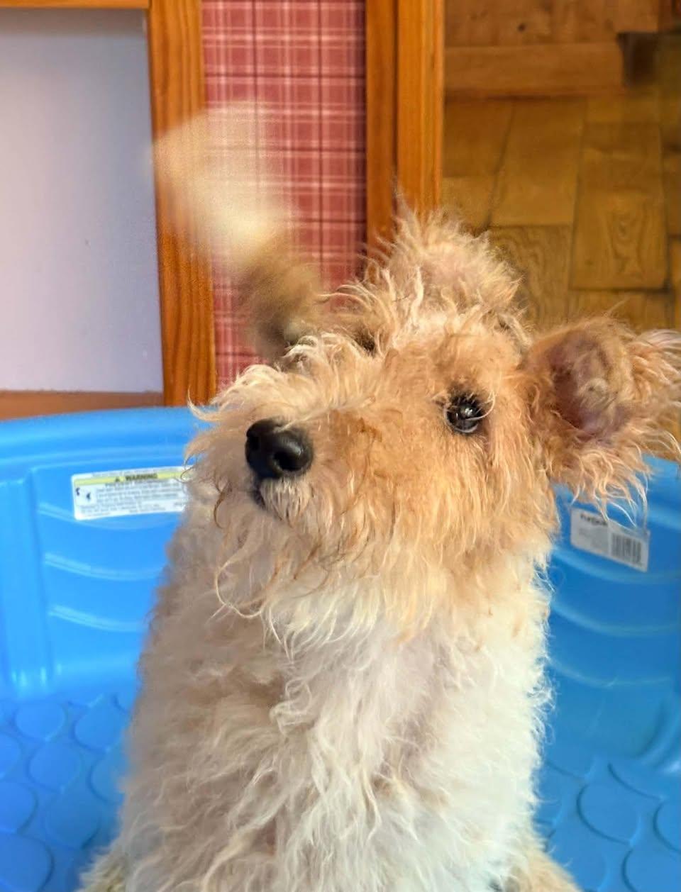Enlarge Pippi, a Adoptable Wire Fox Terrier in Madison, WI image 1/3