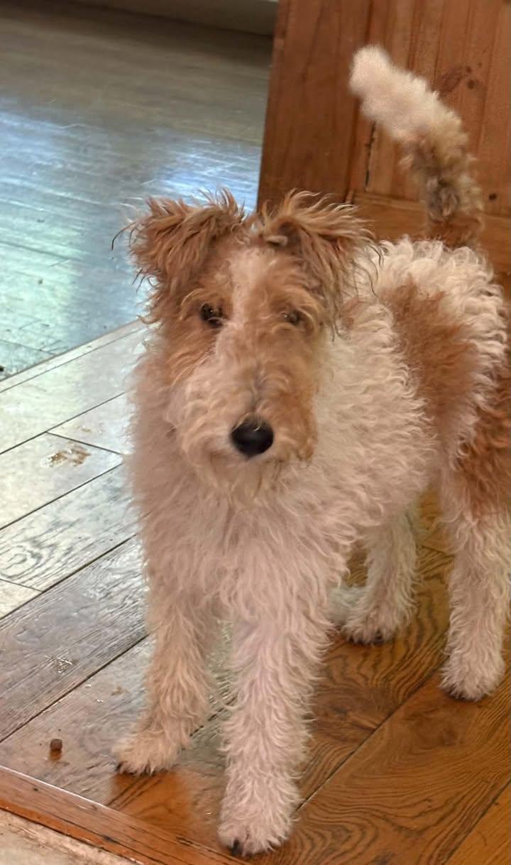 Enlarge Pippi, a Adoptable Wire Fox Terrier in Madison, WI image 2/3