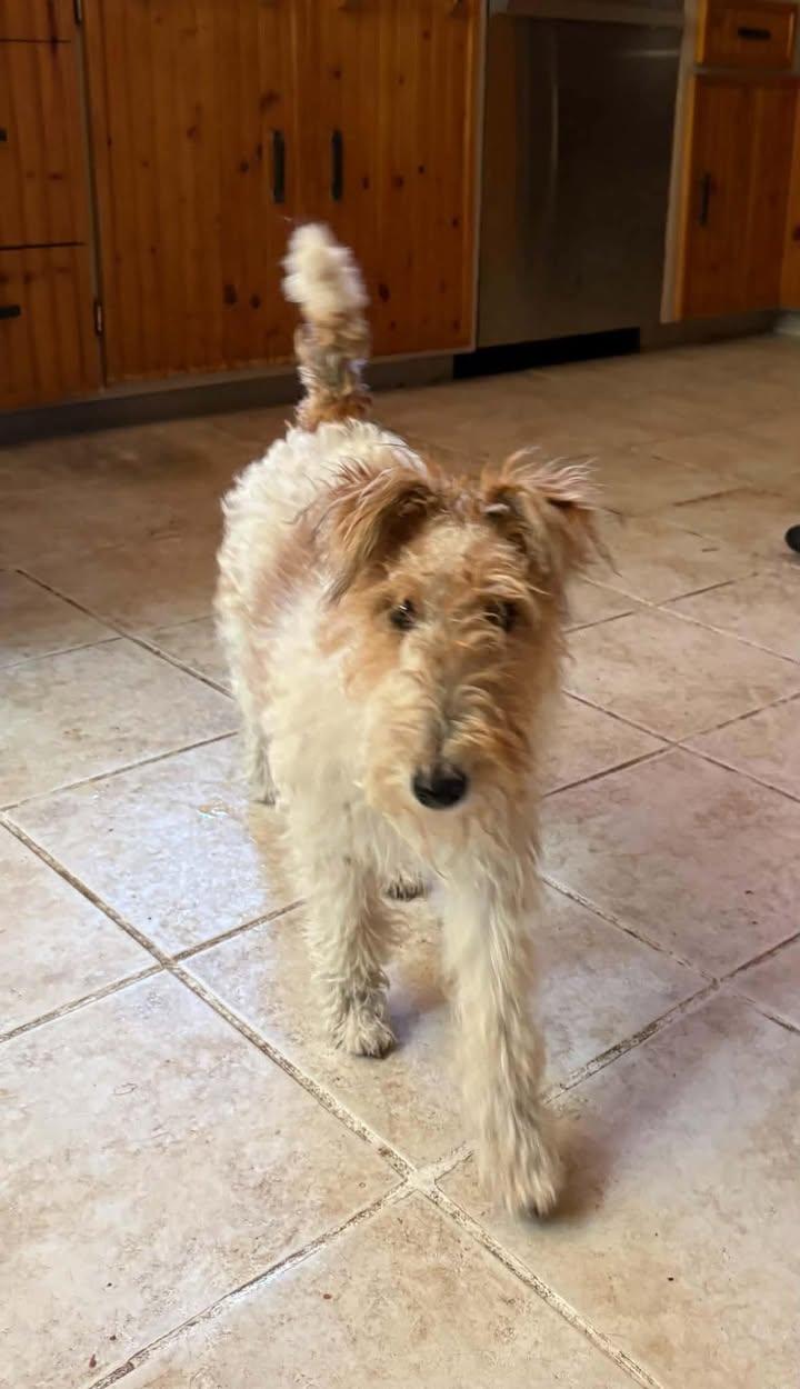 Enlarge Pippi, a Adoptable Wire Fox Terrier in Madison, WI image 3/3