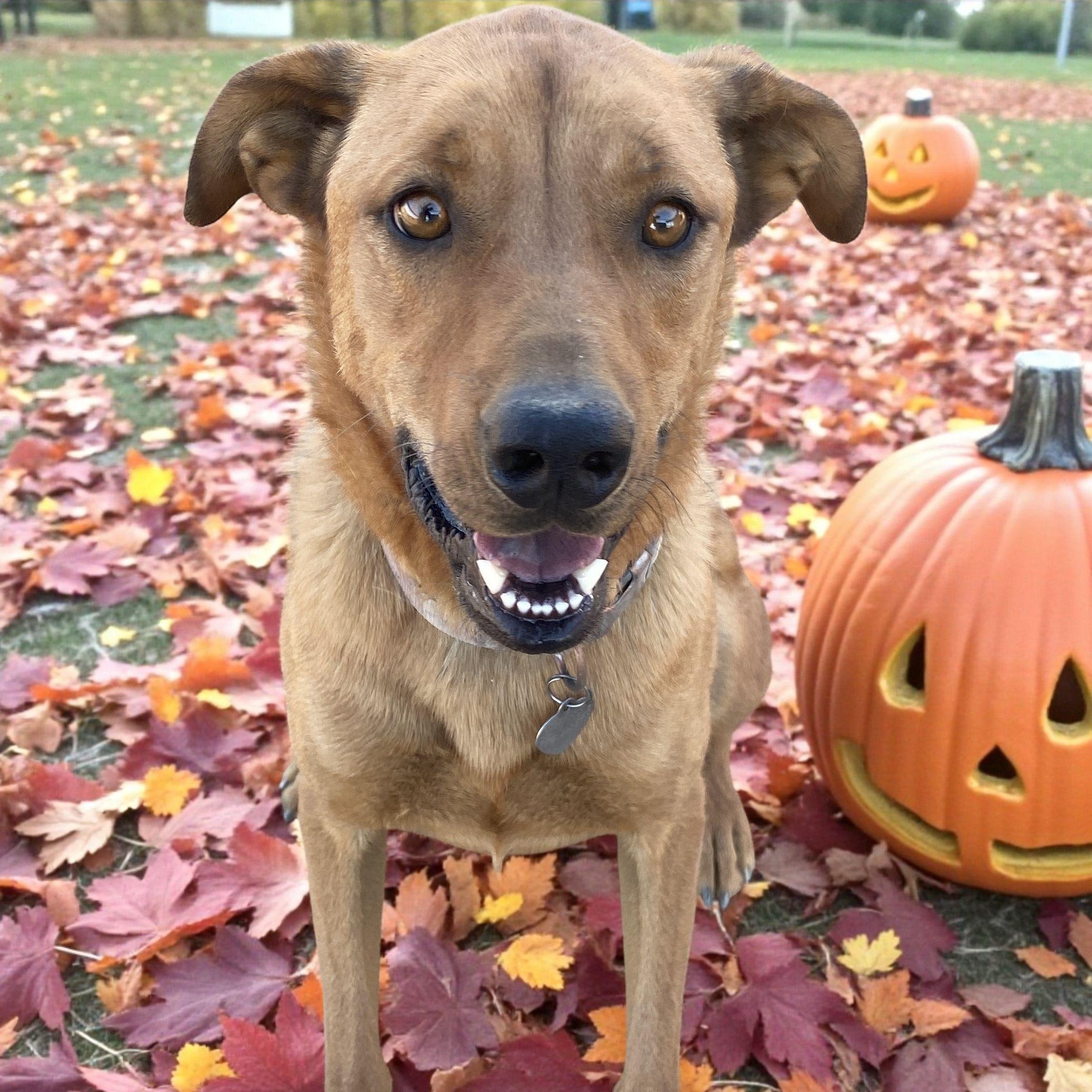 Quattro, Adoptable, Adult Male Shepherd & Retriever.