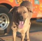 Quattro, Adoptable, Adult Male Shepherd & Retriever.