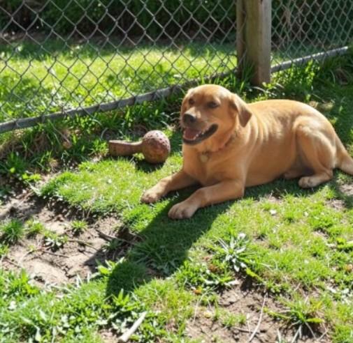 Enlarge Quattro, a Adoptable mixed breed in Carson City, NV image 2/2