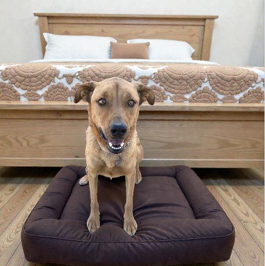 Quattro, Adoptable, Adult Male Shepherd & Retriever.