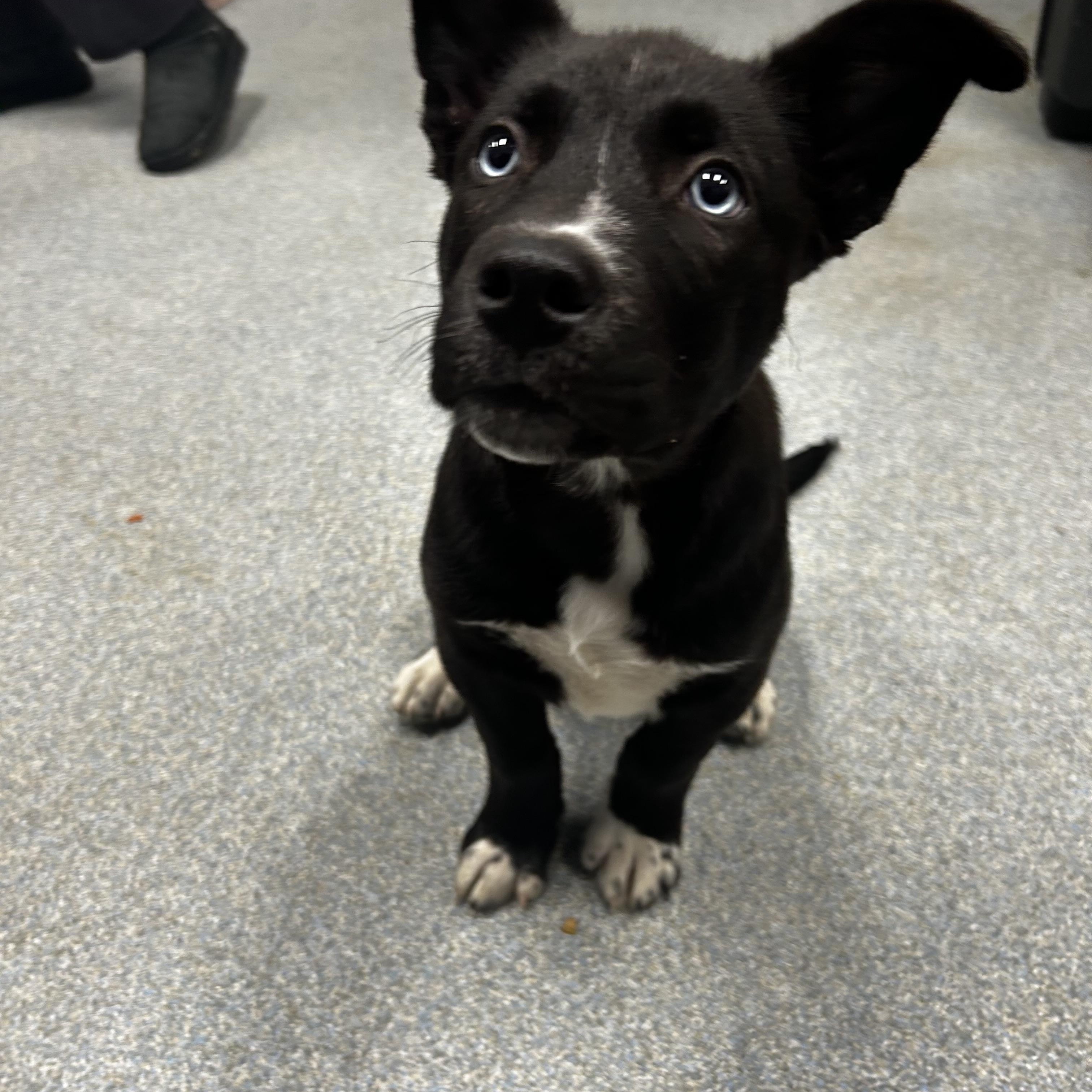 Tonto, adopted, Puppy Male German Shepherd Dog.