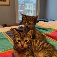 Nellie Bly (DC), an adopted Domestic Short Hair in Washington, DC image 2/3