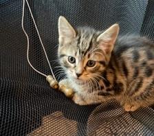 Nellie Bly (DC), an adopted Domestic Short Hair in Washington, DC image 1/3