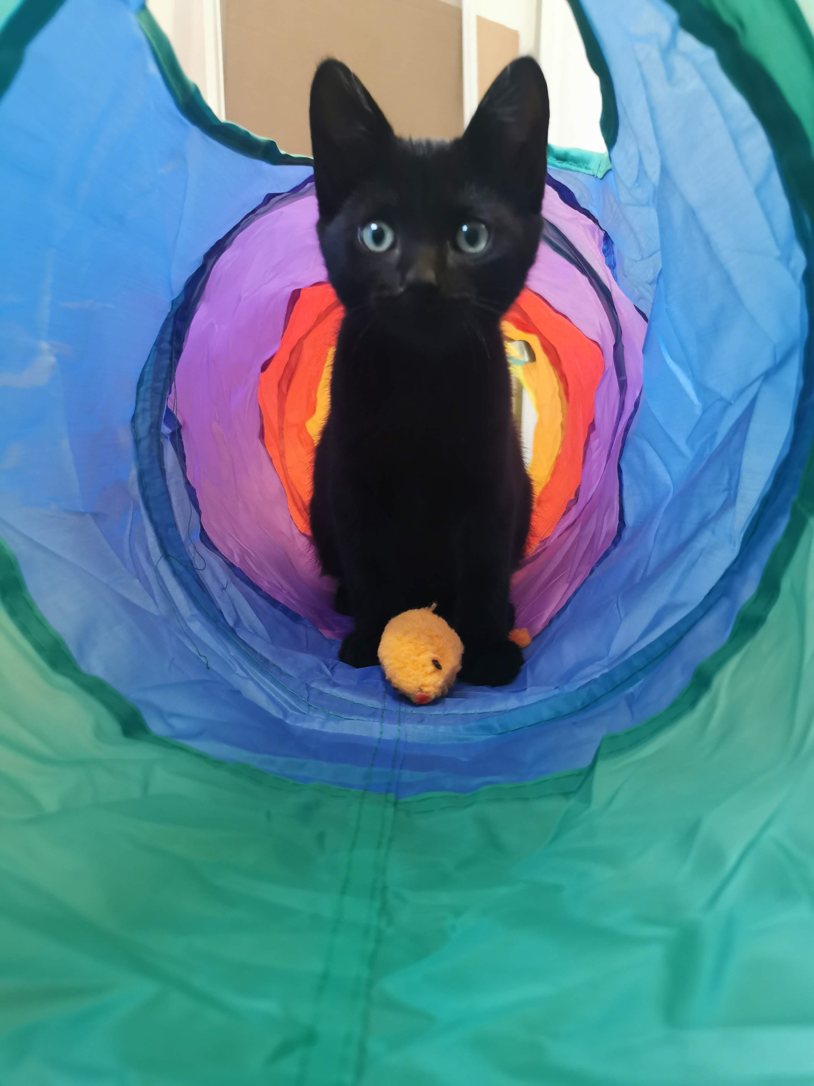 Enlarge Arlo, a Adoptable mixed breed in Oshawa, ON image 2/2