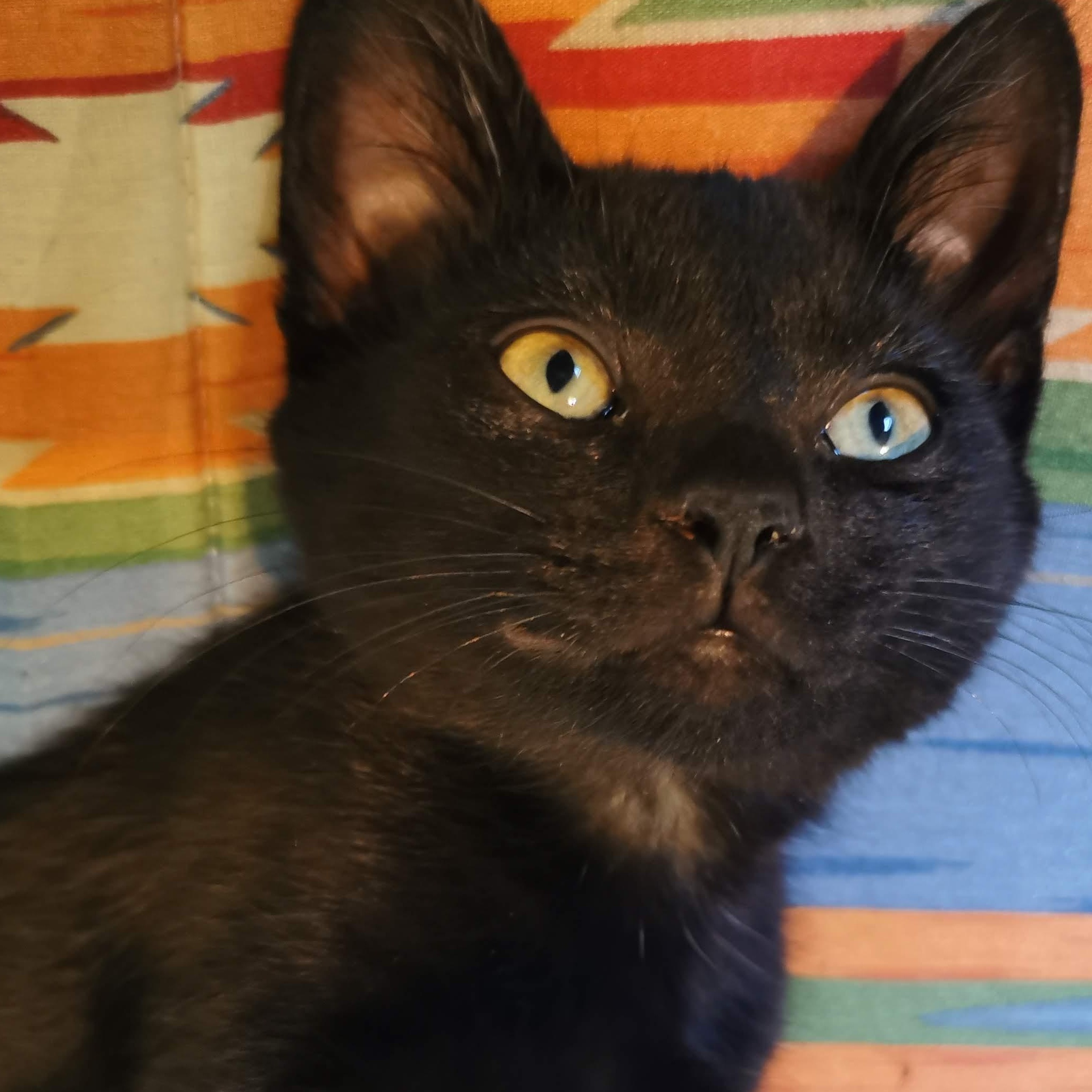 Enlarge Arlo, a Adoptable mixed breed in Oshawa, ON image 1/2
