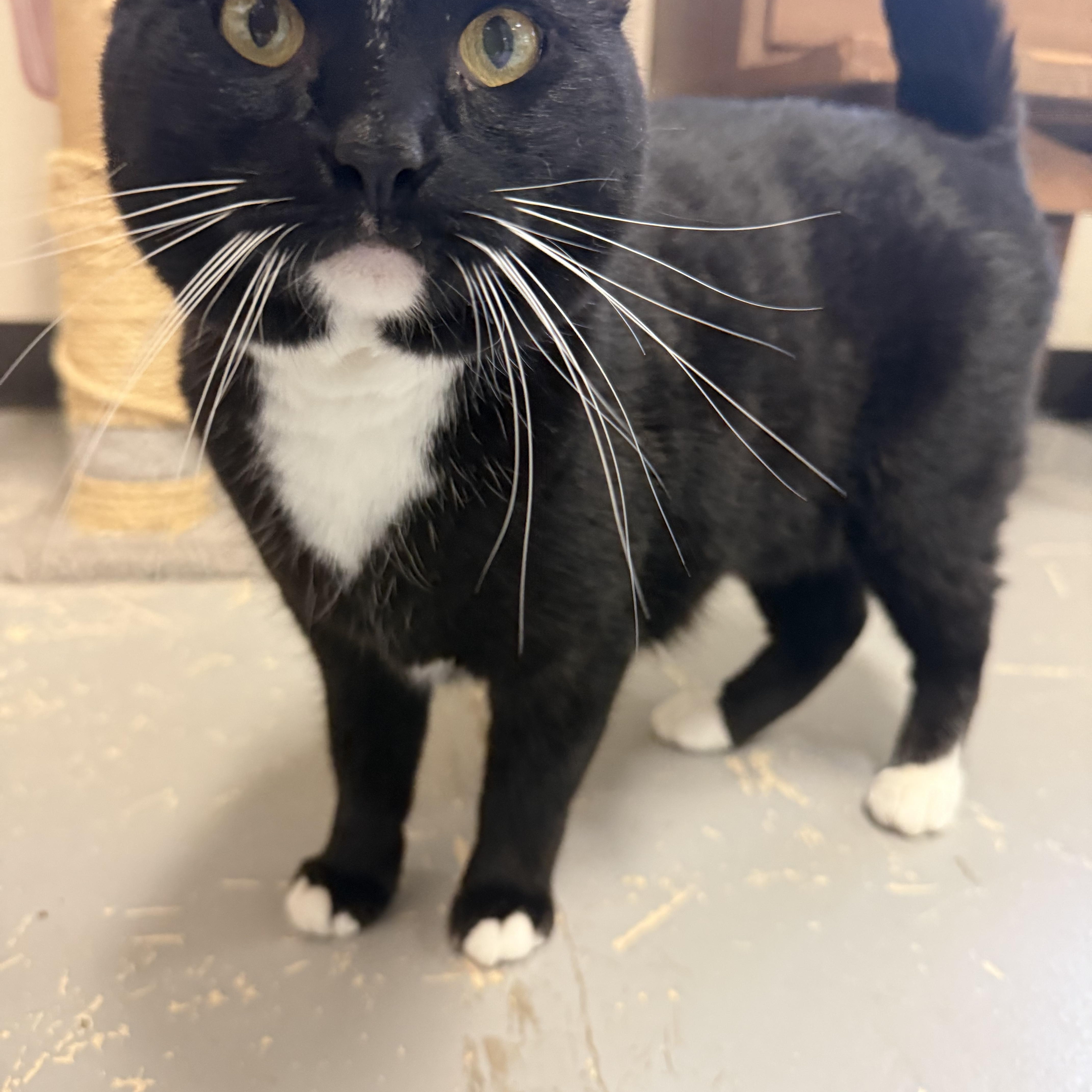 Enlarge Coral, a ADOPTABLE Domestic Short Hair in Jacksonville, OR image 2/2