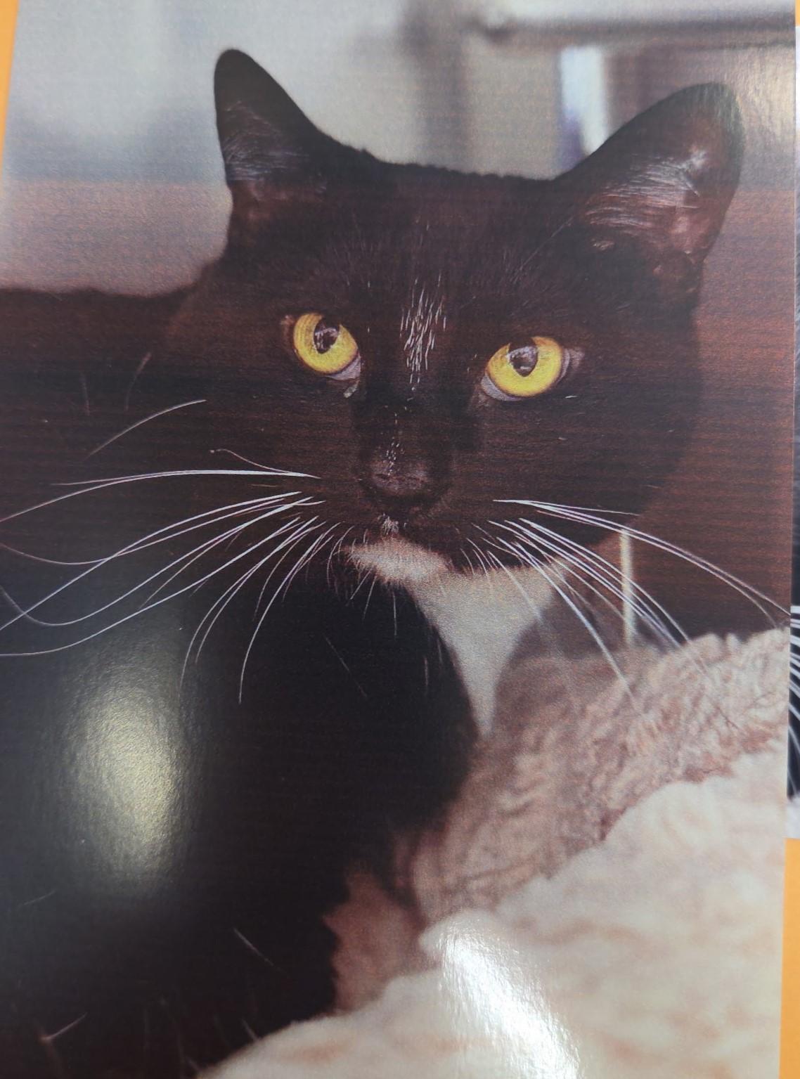 Coral, ADOPTABLE, Adult Female Domestic Short Hair.